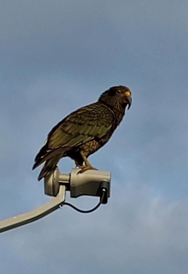 Kea Retreat Villa Franz Josef Eksteriør billede